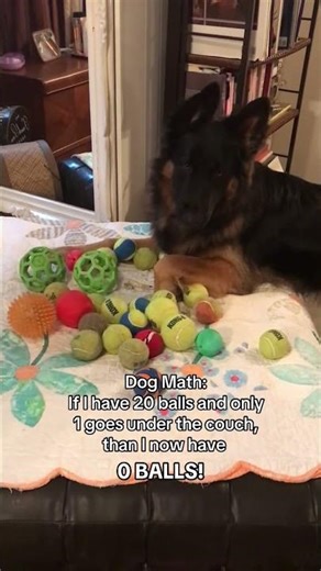 My dog explains math and he’s actually correct 😉🤣