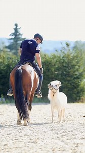 55K views · 3K reactions | Lieber mittendrin statt nur dabei 藍 Klein Wilma kam mal kurz auf dem Reitplatz vorbei, um sich einen Keks abzuholen  Danach hat sie auch kurzer Hand wieder die Biege gemacht  Sie ist einfach einzigartig 藍藍 | Sebastian Marx | Facebook