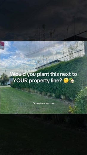 Bamboo vs traditional privacy hedges and fences 🎋⚡Graceful Bamboo