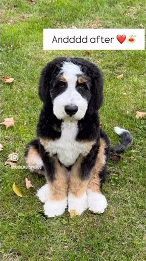 1st Big Boy Haircut ✂️ #bernedoodle