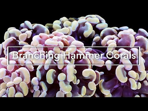 Branching Hammer Corals