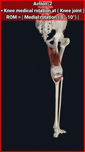 Exploring the Semitendinosus Muscle #anatomy#muscle#short.