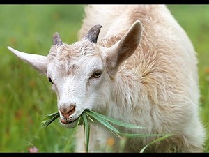 Goat's Digestive System