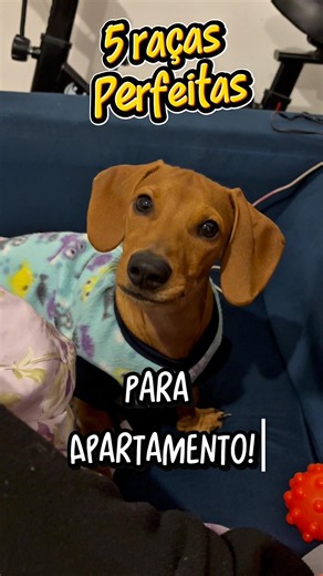 5 RAÇAS perfeitas para APARTAMENTO! 🐶🐾 #shorts #dachshund #cachorro