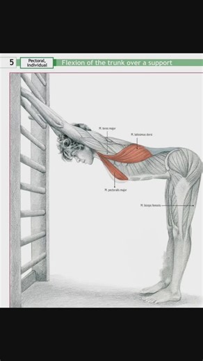 Syed Irfan Haider Kazmi on Instagram: "PECTORAL STRETCHING PART-5 #bpt #gpt #dpt #pt #muscle #musclerecovery #pectoral #pectoralmuscle #pectoralis #stretch #stretchingexercises #myofascialrelease #manipulation #fascialrelease #trainer #therapist #adductor #massage #personaltrainer #chiropractor #pilate #physicaltherapylife #physicaltherapytreatment #instagramstrategy #instagramtips #exercisephysiology #exercisephysiologist"