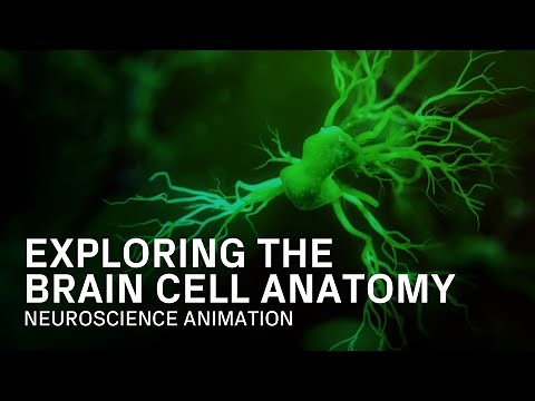 Anatomy of a Brain Cell - Medical Animation