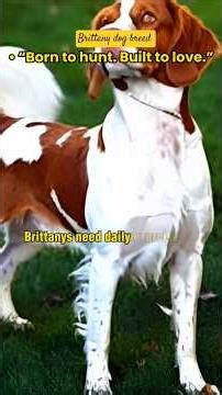 Brittany Dog Breed Explained: Personality, Care, Lifespan & Traits #shorts