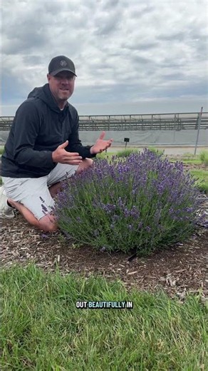 Lavender ‘Summer Serenade' from the @ProvenWinnersYouTube Perennial Program😍