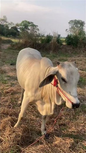 "Daughter of Chao Khun Sap" (Mother: Tai Yai)