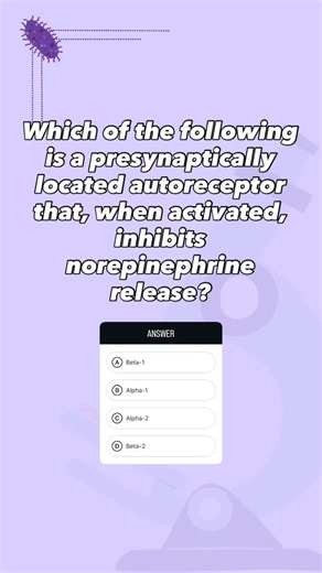 med's go on Instagram: "Alpha-2 adrenergic receptors (especially the α2A subtype) are located presynaptically on noradrenergic neuron terminals in both the central and peripheral nervous systems. When norepinephrine binds to these autoreceptors, they couple to Gi/o proteins, inhibiting adenylate cyclase, reducing cAMP, and hyperpolarizing the neuron via opening of potassium channels and closure of voltage-gated calcium channels. The net effect is strong negative feedback inhibition of further no