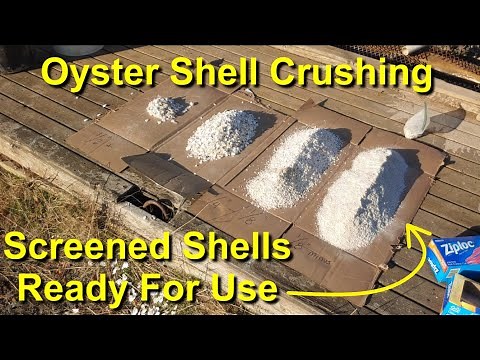 Oyster Shell Crushing Machines - Crushing and Grinding Shells with Jaw Crusher and Hammer Mill