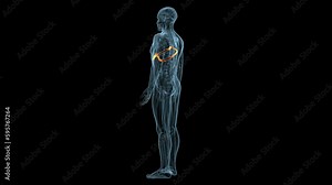 male skeleton ribs, shoulder blade, clavicle and vertebrae bones anatomy system. 3d render