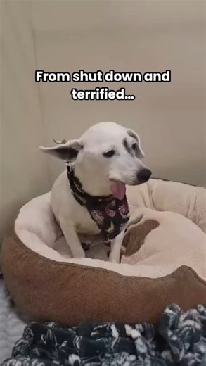 Meet 9-year-old Fernanda, who only gets better with age! As you might guess by her floppy tongue, she is missing most - if not all - of her teeth. But who needs teeth when you have a big heart? Fernanda came in as a stray, terrified and constantly trembling from the scary shelter noises. April with our Evaluation and Enrichment team has been working with her over the past few days, and she finally got to catch a glimpse of her true personality on camera! While she's still wary of new places and 