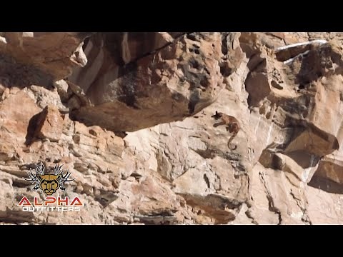 MOUNTAIN LION FALLS OFF 150 FT CLIFF
