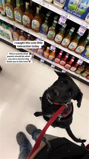 Educating Kids About Service Dogs in Training