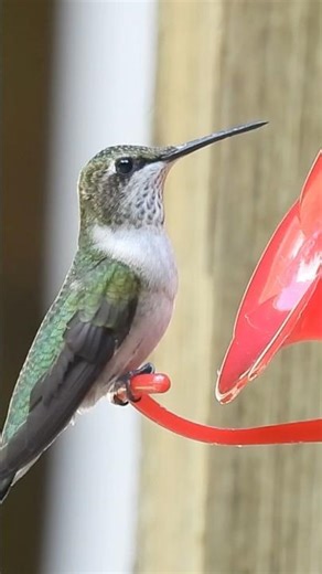 Female Ruby-throated Hummingbird at Feeder