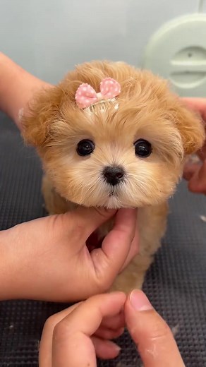 Adorable Puppy Videos for Puppy Lovers