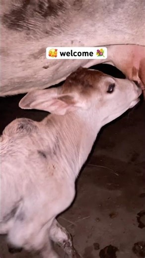 ❤️Civic sense 🌸🌸#cute #new #family #member #gaumata #hindu 🚩