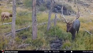 Super cool bull right after a mud bath. Check out those extras👀 . Via @thecrosscranch | Stealth Cam