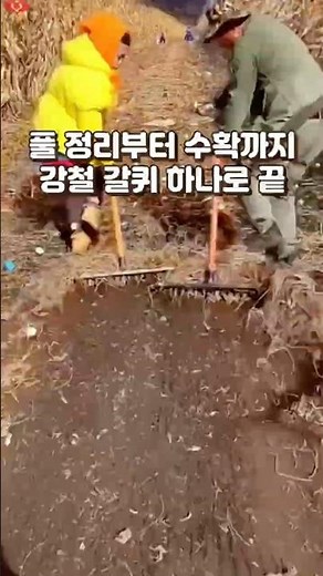풀 정리부터 수확까지 강철 갈퀴 하나로 끝 #강철갈퀴 #텃밭관리 #농사 #농사용품