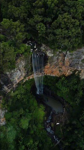 Purling Brook Falls in Springbrook National Park #GoldCoast #Waterfall #Shorts