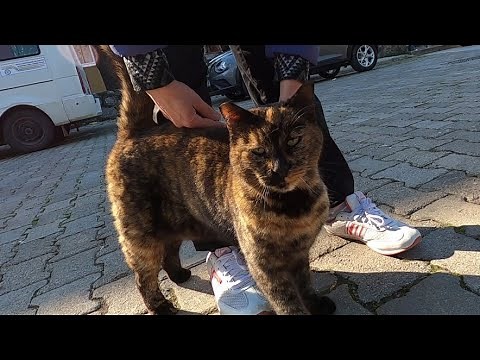 Tortoiseshell cat meowing squeaky and her purring friend are so cute