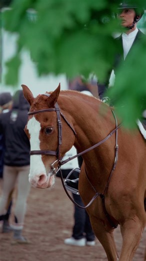 Heart horse, forever 💖🐊 • • 📸 @Becca Hamel Equine Photography • • @Angelstone Events @AngelstoneTournament @VOLTAIRE DESIGN 💙 • • #caledonequestrianpark #voltairedesign #angelstonetournaments #angelstoneevents #gator #equestrianlife #equestrianlife #equestrian #showjumping #horsesoftiktok #gator #summer2024 #hunterjumper #huntersoftiktok #showhorses