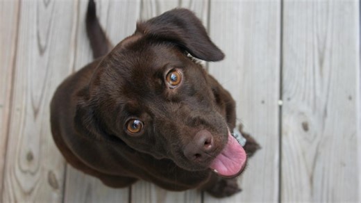 Labrador Retriever’s Funny Way of Sitting Is Making Us All LOL
