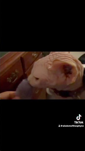 Scout the Sphynx Wants to Be Your Friend 😻❤️ | Sweet & Funny Hairless Cat Short