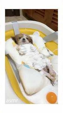 Shih Tzu’s First Bath! 🐶🛁Adorable Milestone for My Fur Baby#ShihTzusFirstBath#cutepets