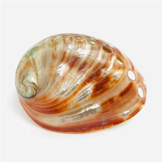 Mother-of-pearl Shell - Haliotis Rufescens - Abalone - Mother-of-pearl Shell - Cabinet of Curiosities - Jewelry - Natural Mother-of-pearl - Etsy UK