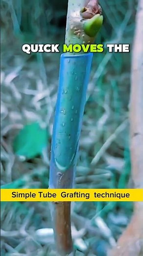 Simple Tube Grafting Trick 🌱 Easy Fruit Tree Method #Shorts #garden