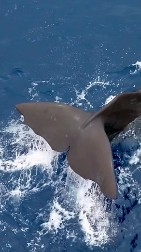 626K views · 10K reactions | Incredible SPERM WHALE encounters this...