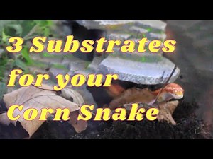 3 Substrate Options for your Corn Snake - Good, Better, Best