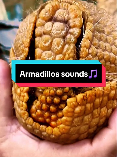 Discover the Adorable Sounds of Armadillos