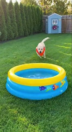 😆 Hilarious Dog Fails You’ll Watch Again & Again!