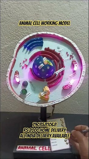 animal cell working model | School model and project