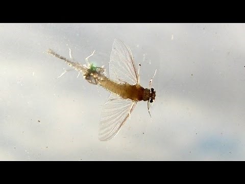 Mayflies Molting