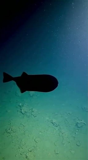 Deep sea triggerfish swimming gracefully above the ocean floor in murky blue water
