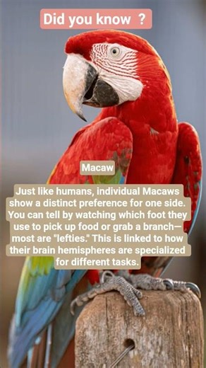 Why Macaws Are More Like Humans Than You Think