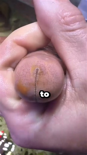 Have you ever seen scallops shell moving before? #rizkigameon