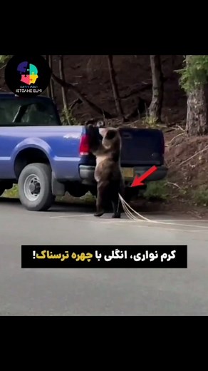Ramin Mostafa on Instagram‎: "کرم‌های نواری یا سستودها (نام علمی: Cestoda) نام یک رده از انگل‌های کرم‌های پهن است. در حالت بالغ آنها در دستگاه گوارش مهره‌داران یافت می‌شوند. کرم‌های نواری انواعی از انگل‌ها به‌شمار می‌روند که به شکل بندبند و دارای یک عضو بادکش‌دار در قسمت سر هستند. آنها به جدار روده وصل شده و از مواد غذایی آن تغذیه می‌کنند. از معروفترین کرم‌های نواری کرم کدو ، است.کرم‌های بالغ در مجرای گوارش مهره‌داران و لارو آنها در بافتهای مهره‌داران و بی‌مهرگان زندگی می‌کنند. کرم بالغ، طویل و 