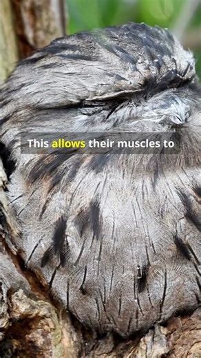 How Do Birds Sleep Without Falling Off Branches?