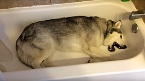 Husky throws adorable temper tantrum over bath time