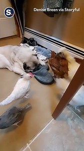 18K views · 186 reactions | This pug was 100% asleep through all the chirping! | storyful | Facebook