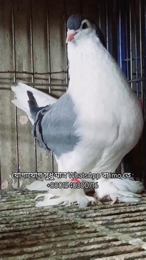 Blue ber Lahore Male Pigeon available #pigeon #pigeonhouse #কবুতর #kabutar #pigeonlaver #kabootar
