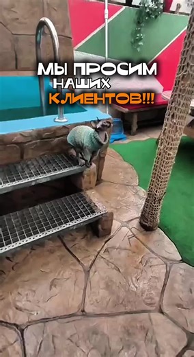 📌Лучшая баня в Дортмунде и не только 😊 VIP Rusauna в Дортмунде - аутентичная русская баня для настоящих ценителей. Классическая парная с вениками, сухая сауна bio (60-70°), хаммам и ароматерапия.# ______ русская баня Дортмунд, парная с вениками, bio сауна, хаммам, банные традиции, парение, ароматерапия, отдых компанией, семейная баня, шашлык вкусная домашняя еда #шашлык #отдыхссемьёй #домашняяеда #хаммам #релакс