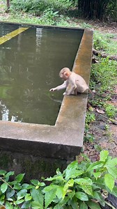 Hello lilo monkey | Family Monkey Lily
