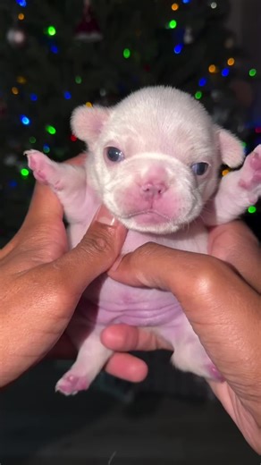 Evil pibble | pibble