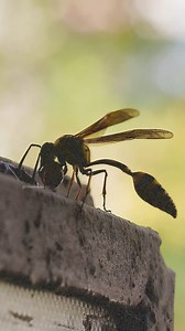 44K views · 237 reactions | Potter Wasp with Clay Mud for its nest #nest #potter #wasp #clay #mud #bug #nature #wildlife HA01049 | HAWI Studios | Facebook